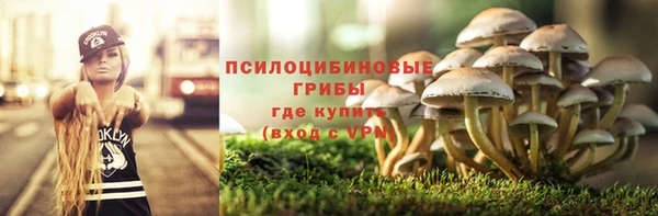 стаф Алзамай